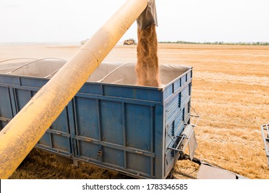 harvester collects grain of wheat in the field.