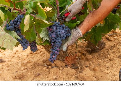 Harvester cuts the grape bunches of the Bobal variety of the strain in the Utiel-Requena (Spain) wine region