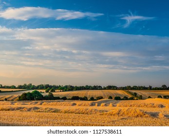 Harvester Farm Fields In Suffolk Uk With Golden Evening Sunshine And Yellow Fields