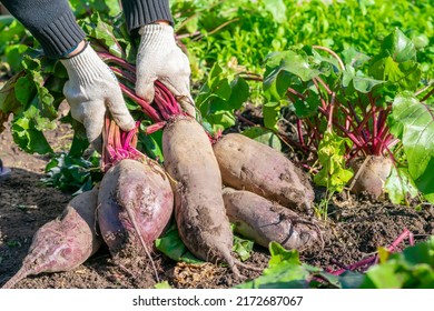 Harvester holding in hands bunch of big ripe purple raw beetroots freshly digged from garden vegetable bed. Seasonal works of cultivation and harvesting  vegetarian food in countriside. - Shutterstock ID 2172687067