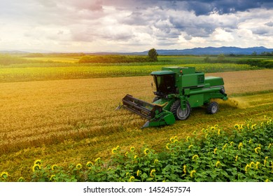 Harvester machine to harvest wheat field working. Combine harvester agriculture machine harvesting golden ripe wheat field. Agriculture aerial view