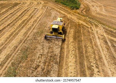 Harvester machine to harvest wheat field working. Combine harvester agriculture machine harvesting golden ripe wheat field in northern Greece