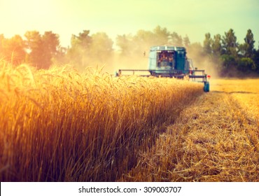 Harvester machine to harvest wheat field working. Combine harvester agriculture machine harvesting golden ripe wheat field. Agriculture
