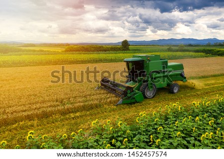 Harvester machine to harvest wheat field working. Combine harvester agriculture machine harvesting golden ripe wheat field. Agriculture aerial view