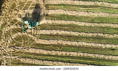 Harvester Machine Working In Field Aerial Drone View From Above, Combine Harvester Agriculture Machine Harvesting Ripe Wheat Field