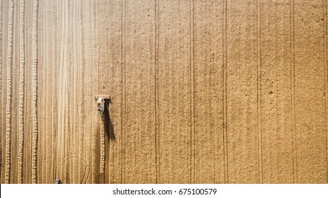 Harvester Machine Working In Field . Combine Harvester Agriculture Machine Harvesting Golden Ripe Wheat Field. Agriculture. Aerial View. From Above.