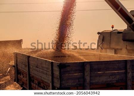 Harvester pouring corn grain after the harvest in the field. Harvesting corn on a sunny autumn day. Agriculture and farming.