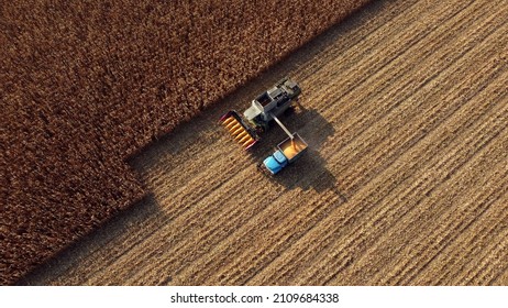 Harvester pours corn after harvesting on field into back of truck. Aerial Drone View Flight. Harvester Machines Working in Cornfield. Top view. Harvesting, Agrarian and Agricultural Works, Farming