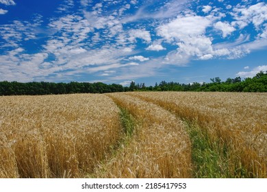 Harvester Track In A Wheat Field. Picturesque Sky. Harvest Concept