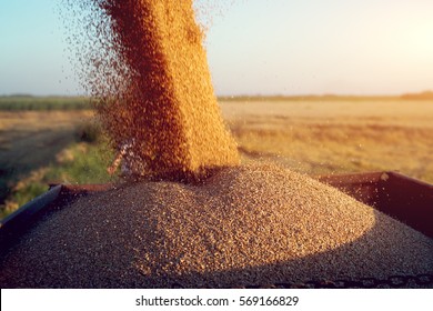 Harvester Unloading Wheat.