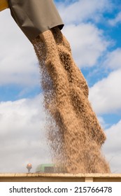 harvester unloading wheat in a trailer