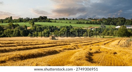 Harvester at work in the wheat fields in summer during the harvest.