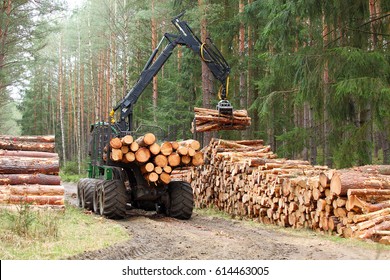 The harvester working in a forest. Harvest of timber. Firewood as a renewable energy source. Agriculture and forestry theme.

