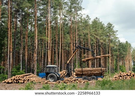 Harvester working in a forest. Harvest of timber. Firewood as a renewable energy source. forestry