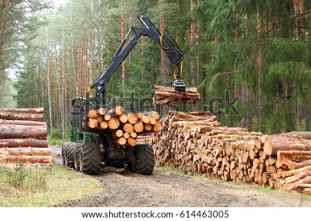 The harvester working in a forest. Harvest of timber. Firewood as a renewable energy source. Agriculture and forestry theme.

