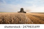  Harvester working in wheatfield at sunset. Harvest ripe wheat. Agriculture and farming