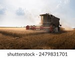  Harvester working in wheatfield at sunset. Harvest ripe wheat. Agriculture and farming