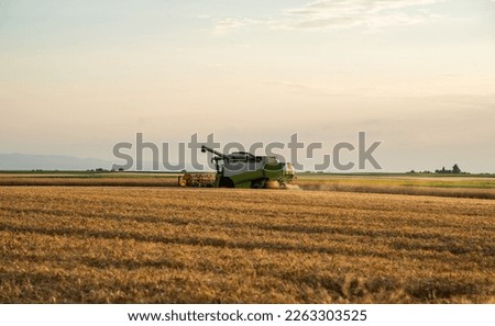  Harvester working in wheatfield at sunset. Harvest ripe wheat. Agriculture and farming
