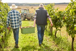 Harvesters Carry A Crate Of Grapes At The Grape Harvest In The Vineyard