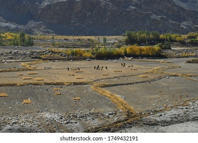 Harvesting In Afghanistan. The Border Of Tajikistan And Afghanistan.