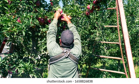 Harvesting Apple, Apple, Harvest, Fruit