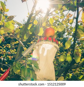 Harvesting Apples With A Fruit Picker.