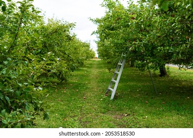 Harvesting apples in the orchard