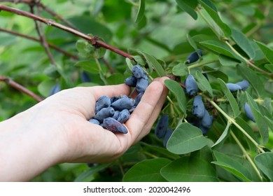 Harvesting berries. Blue honeysuckle is an early berry with an extremely high concentration of anthocyanins and flavonoid pigments. . - Shutterstock ID 2020042496