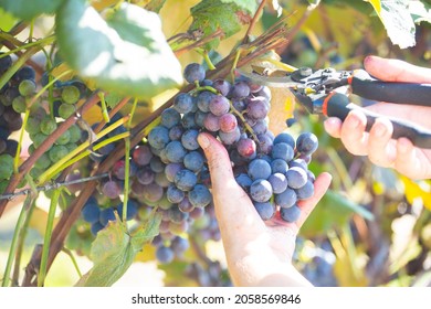 Harvesting Blue Grapes, Hands Plucking A Bunch Of Grapes With A Desiccator