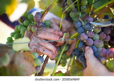 Harvesting Blue Grapes, Hands Plucking A Bunch Of Grapes With A Desiccator