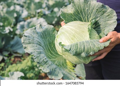 harvesting cabbage. in the hands of green cabbage. Fresh cabbage from farm field. View of green cabbages plants. Vegetarian food concept.Fresh green cabbage maturing heads growing in vegetable farm.