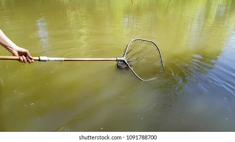 harvesting-carp-fish-pond-fishing-260nw-