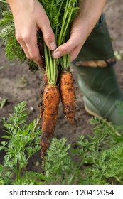 Harvesting Carrots In Kitchen Garden
