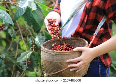 Harvesting Coffee Beans ,hand Picking In Farm. Harvesting Robusta And Arabica  Coffee Berries By Agriculturist Hands, Worker Harvest Arabica Coffee Berries On Its Branch.