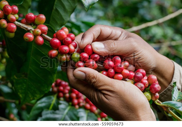 harvesting coffee\
berries by agriculturist\
hands