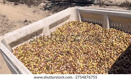 Harvesting and collection process of pistachios for processing and export