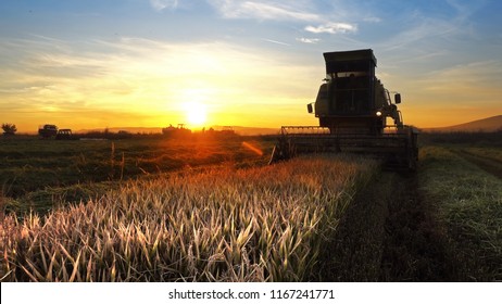 Harvesting combine barley in the field harvesting wheat at sunset, sunrise, cinematic view