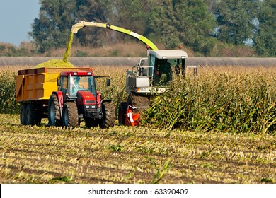 Harvesting Corn