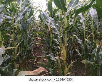 Harvesting Corn In Agriculture Taller Than Man