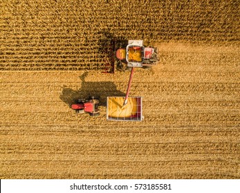 Harvesting Corn In Autumn Aerial Top View