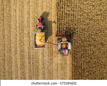 Harvesting Corn In Autumn Aerial Top View