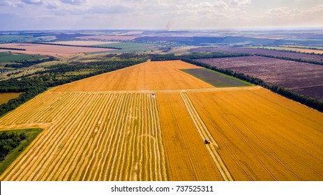 Harvesting Corn In Autumn Aerial Top View Fields. Harvester Machine Working In Field . Combine Harvester Agriculture Machine Harvesting Golden Ripe Wheat Field. Agriculture. Aerial View. From Above.