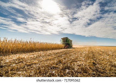 Harvesting Of Corn Field With Combine In Early Autumn