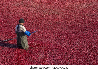 Harvesting Cranberries - Cranberry Field