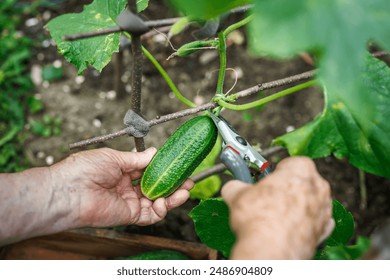 Harvesting cucumber. Farmer picking cucumbers in organic vegetable garden - Powered by Shutterstock