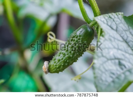 Harvesting Cucumbers Green Small Cucumber Closeup Stock Photo