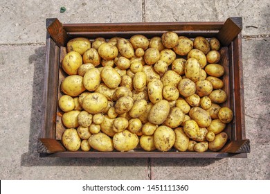 Harvesting Duke Of York Potatoes.