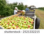 harvesting fresh apples on a plantation - workers, fruit trees and boxes of apples 