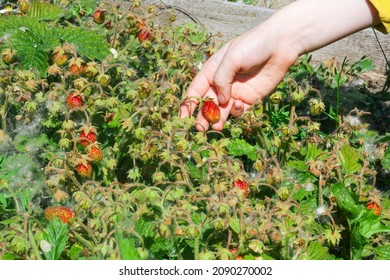 Harvesting fresh organic strawberries. Kids pick fresh ripe organic musky strawberry. Fragaria moschata, is a species of strawberry native to Europe. - Shutterstock ID 2090270002
