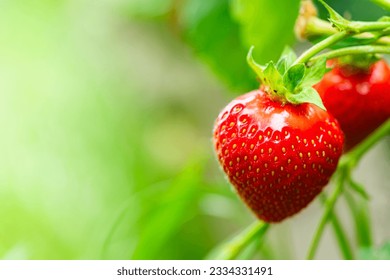 Harvesting of fresh ripe big organic red strawberry fruit in own garden. Banner with strawberry plants in a planthouse. - Powered by Shutterstock